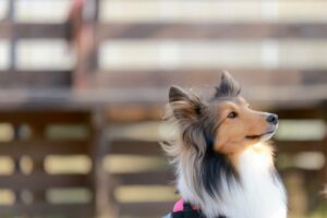 コメダ珈琲でペット可店舗はある？愛犬と過ごすことができる店舗がついに登場？